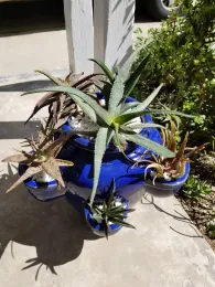 Assorted aloes in a strawberry pot