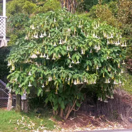 Brugmansia_tree