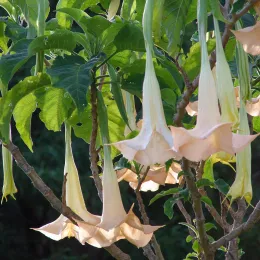 Starr_070112-3362_Brugmansia_x_candida