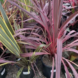 Cordyline_CM1