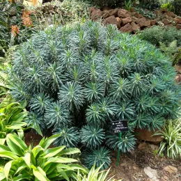 Euphorbia_characias_-_Kunming_Botanical_Garden_-_DSC03146_PUBLIC_DOMAIN