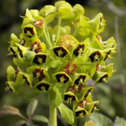 Euphorbia_characias_(flowers)