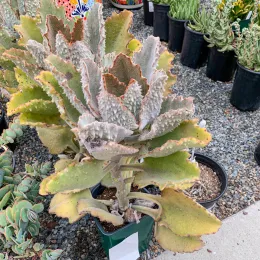 Kalanchoe_CM1