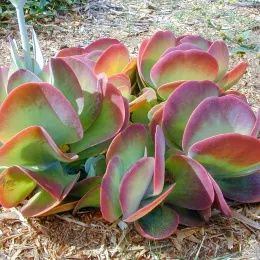 Starr_011104-0034_Kalanchoe_thyrsiflora