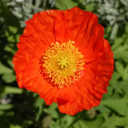 Iceland_Poppy_Papaver