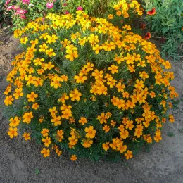 tagetes-224793