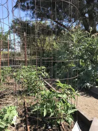 tomato cages