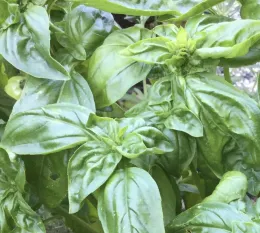 Basil Sweet by Brian Okamoto