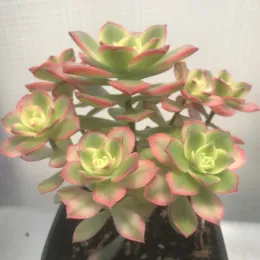 Aeonium-haworthii-kiwi-MG-Liz-Calhoon