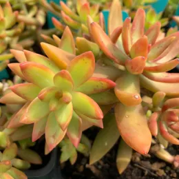 Sedum-nussbaumeranum-MG-Judy-Hecht
