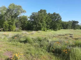 Verbena Fields oak vista, Laura Lukes