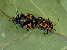 Photo: Harlequin bugs mating on the underside of a collard leaf, by Laura Monczynski