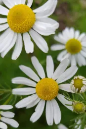 Chamomile by Elizabeth Evans