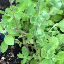 Marjoram by Pam Roper