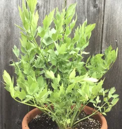 Lovage by Brian Okamoto