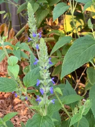 Chia, S. Hispanica, by Susan Casner-Kay