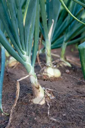 Onions, by <a href='https://www.extension.iastate.edu/news/yard-and-garden-growing-onions'>Iowa State University</a>