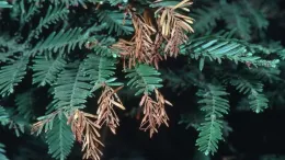 Terminal dieback in redwood due to drought stress and hot, dry winds. Photo: Jack Kelly Clark, courtesy UC Statewide IPM Program