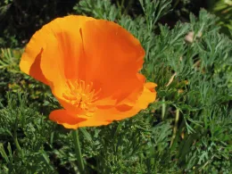 California poppy