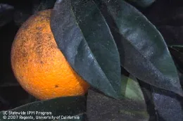 Sooty mold on naval orange, by David Rosen