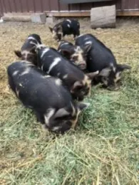 KuneKune4