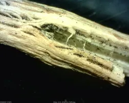 Sclerotia in tissue
