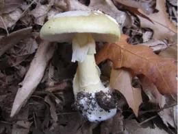 Poisonous Death Cap Mushroom, by Keith Possee