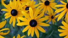 blackeyesusan