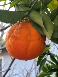 Orange left on tree past its prime, by Laura Monczynski