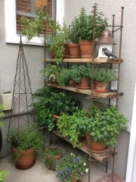 herbs2