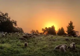 thumbnail E80076B6-DE4E-43DD-B150-8C8F61B49C32