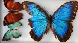 The blue morpho, Morpho menelaus. (Photo by Kathy Keatley Garvey)