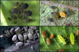 Bean aphid, melon (cotton) aphid, potato aphid, and cabbage aphid, all by Jack Kelly Clark