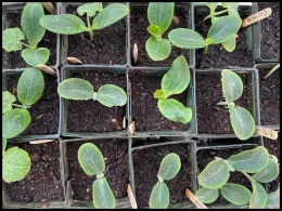 Newly sprouted squash seedlings, by Laura Monczynski