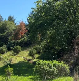 Dieback of Douglas-fir on edge of stand