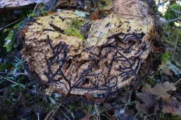 Mediterranean oak borer galleries.
