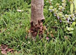 Mower blight, by Purdue Extension