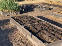 Drip irrigation in a raised bed, by Allen Buchinski