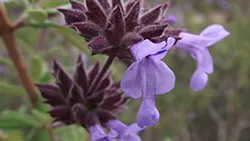 Salvia_brandegeei Wikimedia commons
