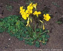 Photo: Oxalis pes-caprae aka Bermuda buttercup, by Joseph DiTomaso, UC ANR
