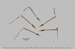 whitestem filaree seeds