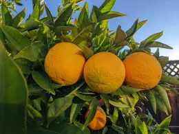 Valencia Oranges (top) with grafted Kishu Mandarin (below)