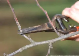 Dormant branch pruning, UC