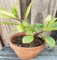 This is the cutting I gave to one of our volunteers at the Vallejo Peoples Garden. She planted the rooted stem in December and it is thriving even in cold weather.