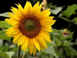 yellow sunflower