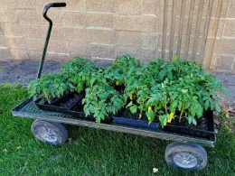 A garden cart lets you move the seedlings around easily, by Kristine Lang, South Dakota State