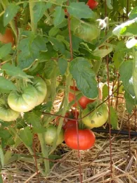 Use a thick mulch to keep soil cool and conserve moisture
