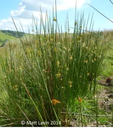 A picture of Juncus effusus, or soft rush. The plant has thin, bright green stems growing in a bunch.