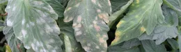 powerderymildew-tomato