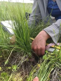 Researcher uses tape to measure a grass clump